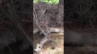 FRUGAL NO WASTE NO COST OFF GRID LIVING PROJECTS