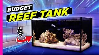 So You Want to Start Reefing? A Budget-Friendly Guide