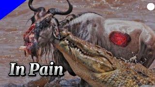 A Brutal Takedown in the African Savanna! Crocodile vs Wildebeest