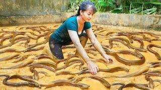 Harvesting A Lot Of Eels In The Swamp Goes to the market sell - Take care vegetable