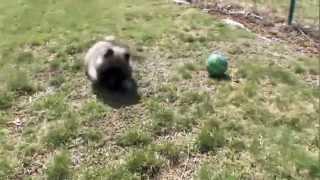 Dog Breeds - Keeshond. Dogs 101 Animal Planet