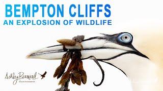 An EXPLOSION of Wildlife -  Bempton Cliffs