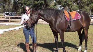 The 3 Most Effective Ways to Connect with Your Horse