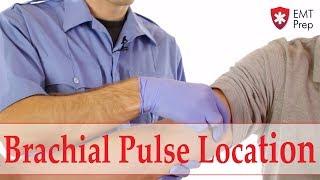 Brachial Pulse Location - EMTprep.com