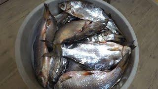 Dried salted fish in a bucket. The most delicious dried fish.