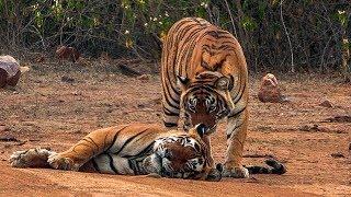 Courting Tigers Form a Tight Bond | Natural World: Return of The Tiger | BBC Earth