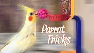 ALL MY BIRDS’ TRICKS! | Smart Birds Show Off Their Skills