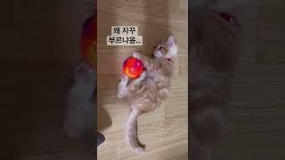 집사의 부름이 귀찮았던 토리 #shorts