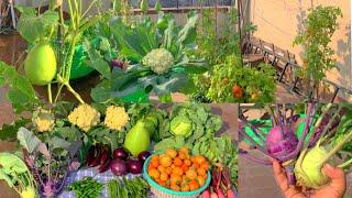 Biggest Harvesting Of Organic Winter Vegetables  From My Rooftop Vegetable Garden In 2021