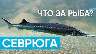 Севрюга. Что за рыба и с чем ее едят? #рыба #пруд #севрюга #осетр