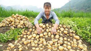 Harvesting A Lot Of Potato Goes To Countryside Market Sell - Grow Vegetable | Free Bushcraft