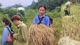 17-year-old single mother helps militiaman harvest rice crop -Lý Thị Hằng