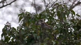 キヅタを食べるツグミ　Ｄｕｓｋｙ　Ｔｈｒｕｓｈ.wmv