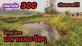 เหมาบ่อ 300บาท ดูให้จบ ปลาเยอะจัดๆเลย | Ep.199