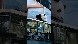 SO REALISTIC PANDA FROM 3D BILLBOARD, OVER PEDESTRIAN IN CHENGDU @sichuantv @sichuan