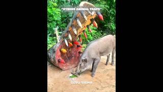 The Last Different Animal Trap 