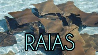 RAIA, ARRAIA, MANTA RAY