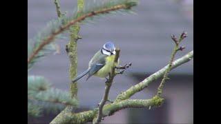 Singvögel. Meisen in Niedersachsen. Tits. Ein Video von KLAUS TAUX