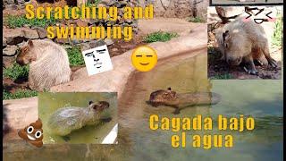 Capibara rascándose el trasero y nadando