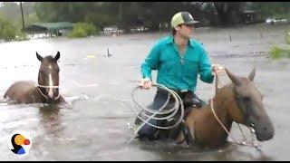 Hurricane Harvey Animal Rescue | The Dodo