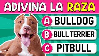 Adivina la "RAZA DE PERROS" | ¿Cuántss "RAZAS DE PERROS" Reconoces? Test/Trivial/Quiz