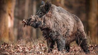 Wild Boar Hunting Compilation of shooting NEW 2023