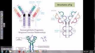 Immunoglobulins