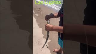 fishing, pescando en sinaloa mexico