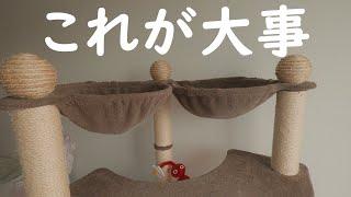 キャットタワーの選び方とオススメのタイプ