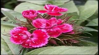 Sinus Headache Relief - Sinus Infection Treatment | Isochronic Binaural Beats Sound Healing Therapy