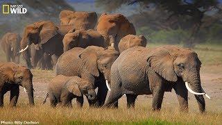 Nat Geo - Desert elephant and its characteristics - BBC