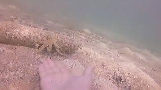 Clever Octopus Asks Diver For Help While Hunting