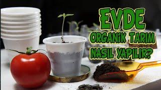 Evde organik tarım nasıl yapılır?
