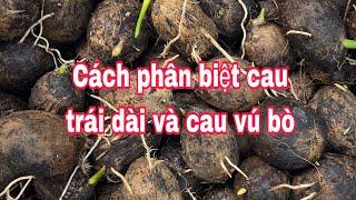 Cách phân biệt cau trái dài và cau vú bò. Ship toàn quốc. Zalo: 0987737608