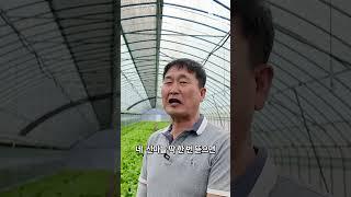 산마늘 명이나물 100평 수익은?