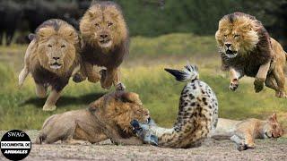 45 Brutal Lion Vs Hyena Moments That Give You Chills - Animal World