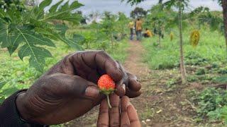 Visite de la ferme Jaune Congo, ferme agro écologique à Kimpese Congo Central 