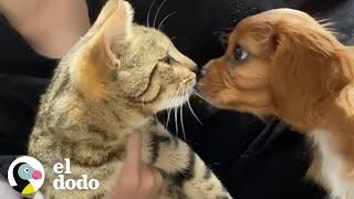 Gato adopta a su nuevo hermanito canino y lo llena de amor | El Dodo