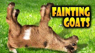 Top 40 Fainting Goats Very Funny Compilation  Goats Fainting Videos