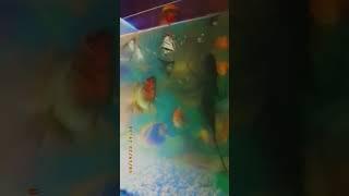 #aquaticlife #angelfishtank #goldfish #glowfishtetras #fish #feedingtime #4kvideo