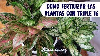 COMO FERTILIZAR LAS PLANTAS CON TRIPLE16/Liliana Muñoz