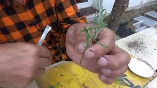 Lavender propagation