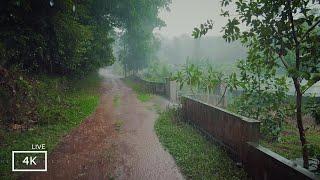 Our Rain Walks Compilation |Rain Sounds for Sleeping ASMR | Nature Ambience ASMR