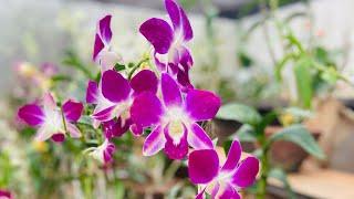 GUESS THE PRICE OF THIS ORCHID PLANT #Shorts #maadithotam