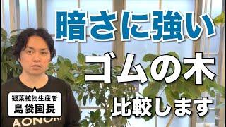 室内でおすすめの暗さに強いゴムの木を比較します