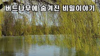 버드나무에 숨겨진 비밀이야기