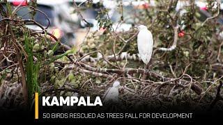 Displaced: The Hidden Cost of Kampala's Urban Renewal #trending #kampala #uganda #birds #urban #kcca