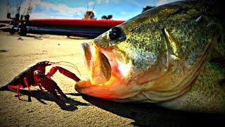 LIVE Crawfish Bass Fishing Challenge!!