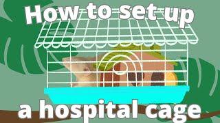 Hospital Cage for Pet Rats