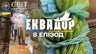 Як банани з Еквадору вирощують та готують до експорту в Україну. Світ навиворіт. 8 випуск